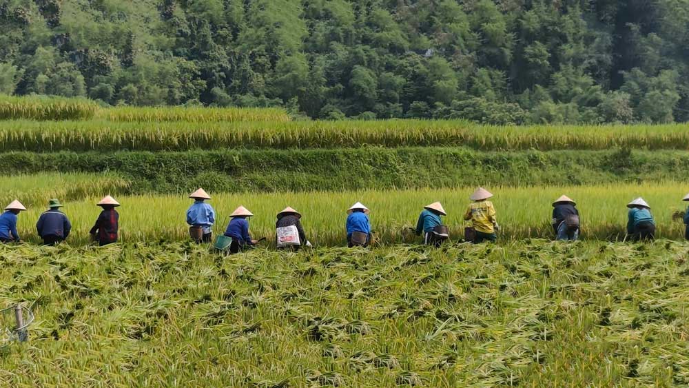 Rice Harvesting