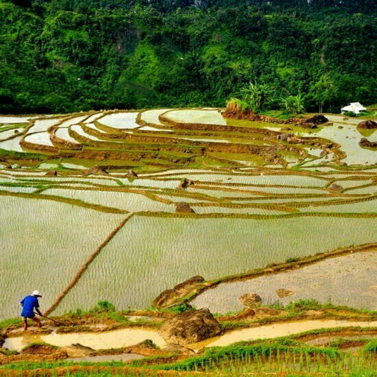Puluong-rice-fields-1