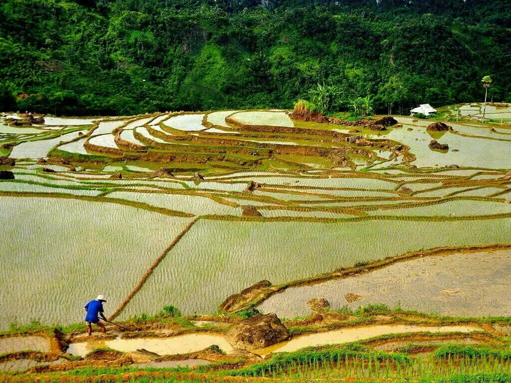 Puluong-rice-fields-1