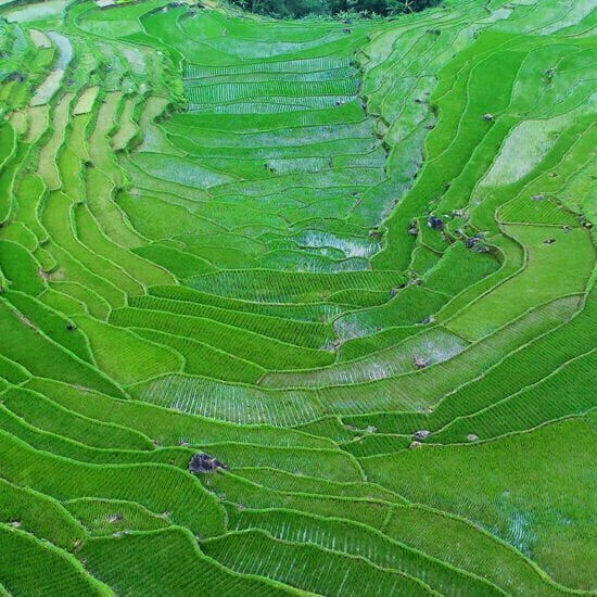 Puluong-rice-fields-2