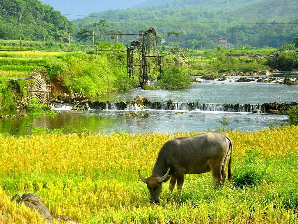 water-wheels-in-pu-luong-nature-reserve1