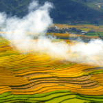 Mai Chau wears a golden cloth in the ripe rice season