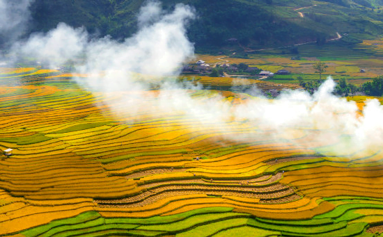 Mai Chau wears a golden cloth in the ripe rice season