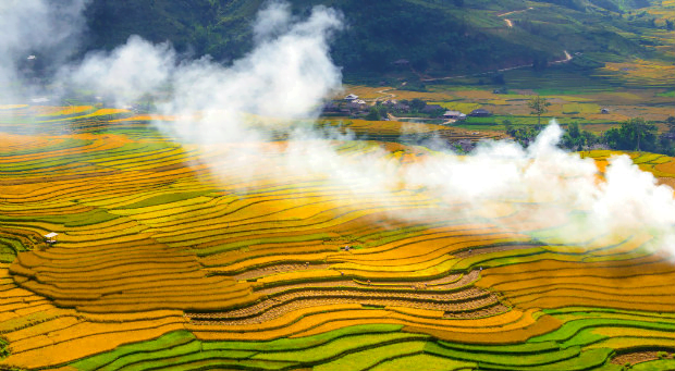 Mai Chau wears a golden cloth in the ripe rice season