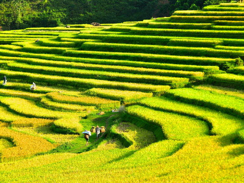 The Golden Rice Season in Pu Luong