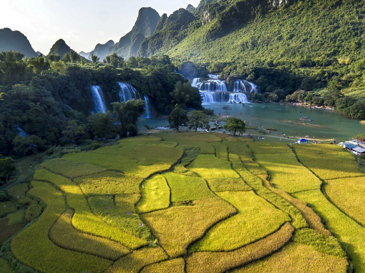 Ban Gioc waterfall in the ripe rice season