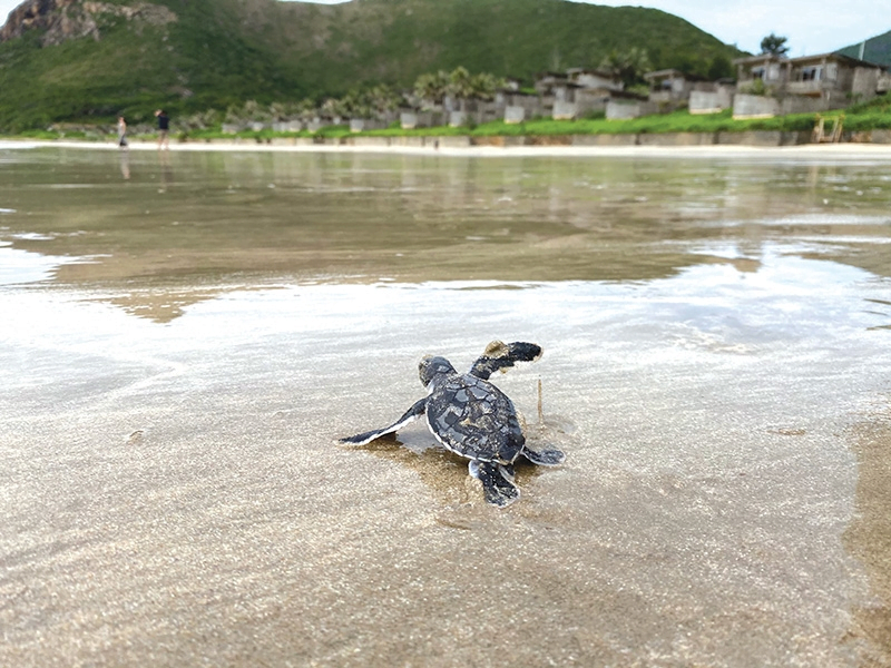 Turtle in Con Dao Island 