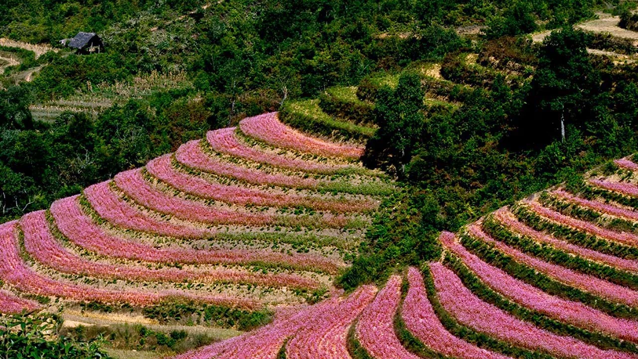 Mùa đông Hà Giang, mùa hoa tam giác mạch Mùa đông Hà Giang, mùa hoa tam giác mạch