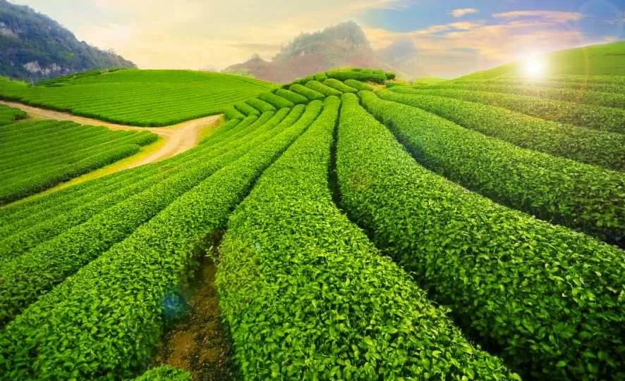 Đồi chè Mộc Châu Đồi chè Mộc Châu