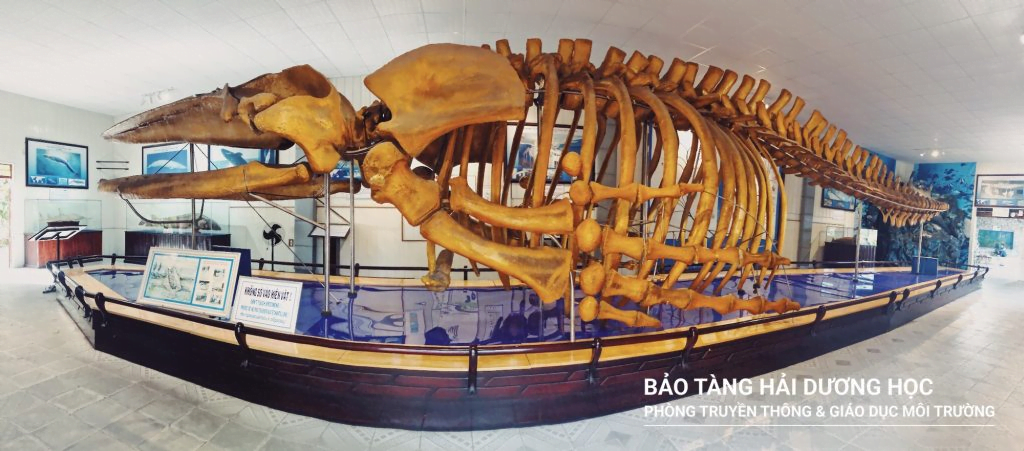 Whale skeleton in National Oceanographic Museum Nha Trang