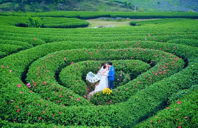 Heart tea plantation in Moc Chau