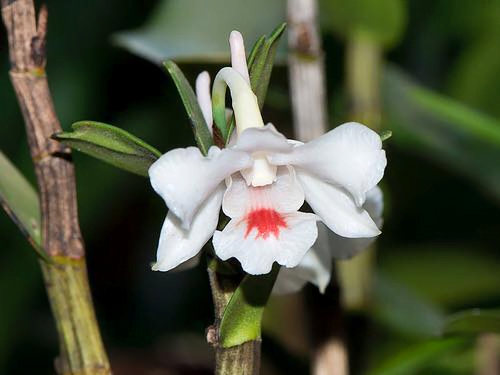 A orchid specie in Phong Nha Ke Bang national park