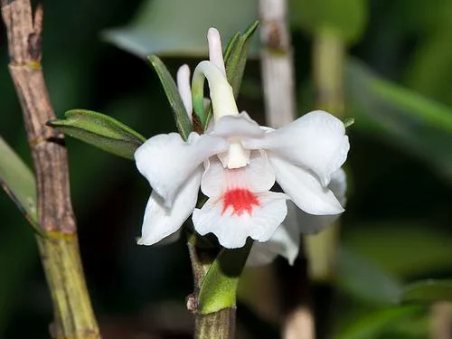 Exploring Cave Kingdom - Phong Nha Ke Bang National Park A orchid specie in Phong Nha Ke Bang national park