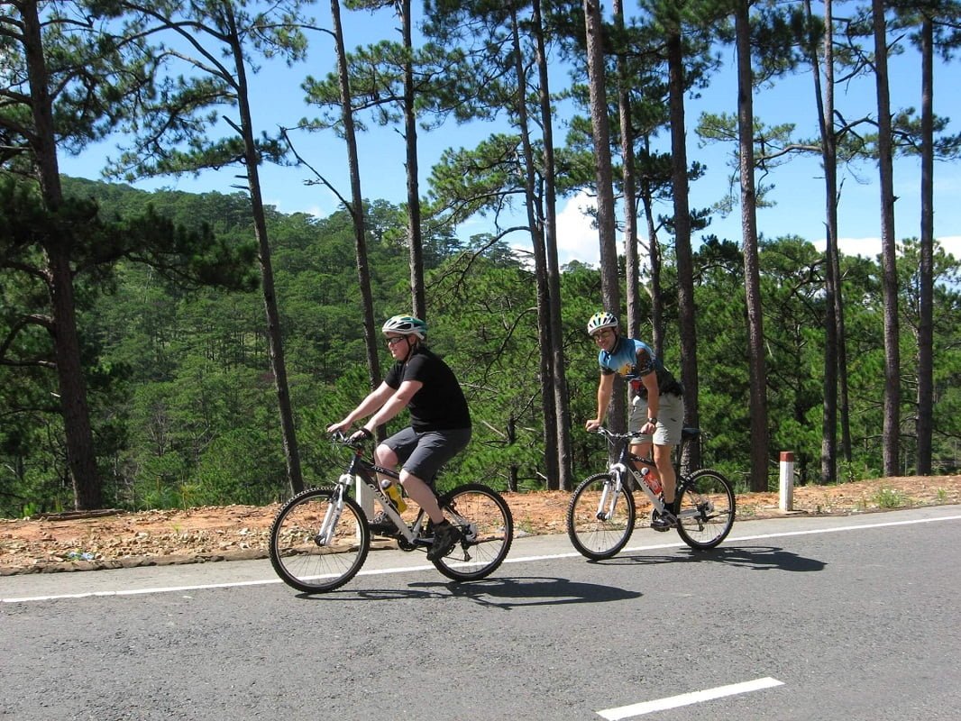 Biking tour along the pine forest