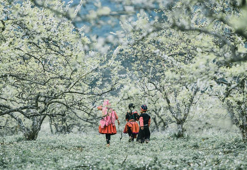 Mùa đông - mùa hoa mận trắng tinh khôi ở Mai Châu