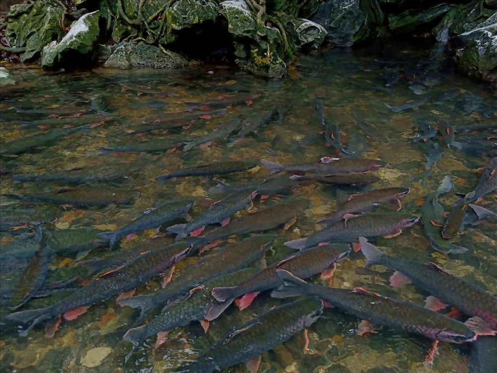 Suối cá thần, Yên Định Thanh Hóa