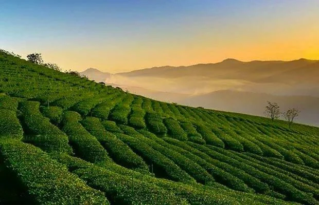 Đồi Chè Cầu Đất Farm Đà Lạt