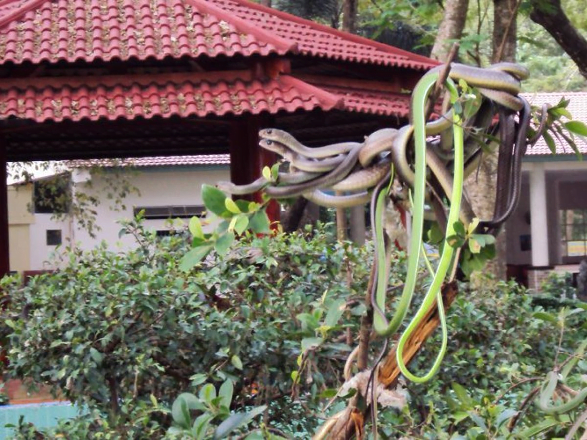 Trại rắn Đồng Tâm, Tiền Giang