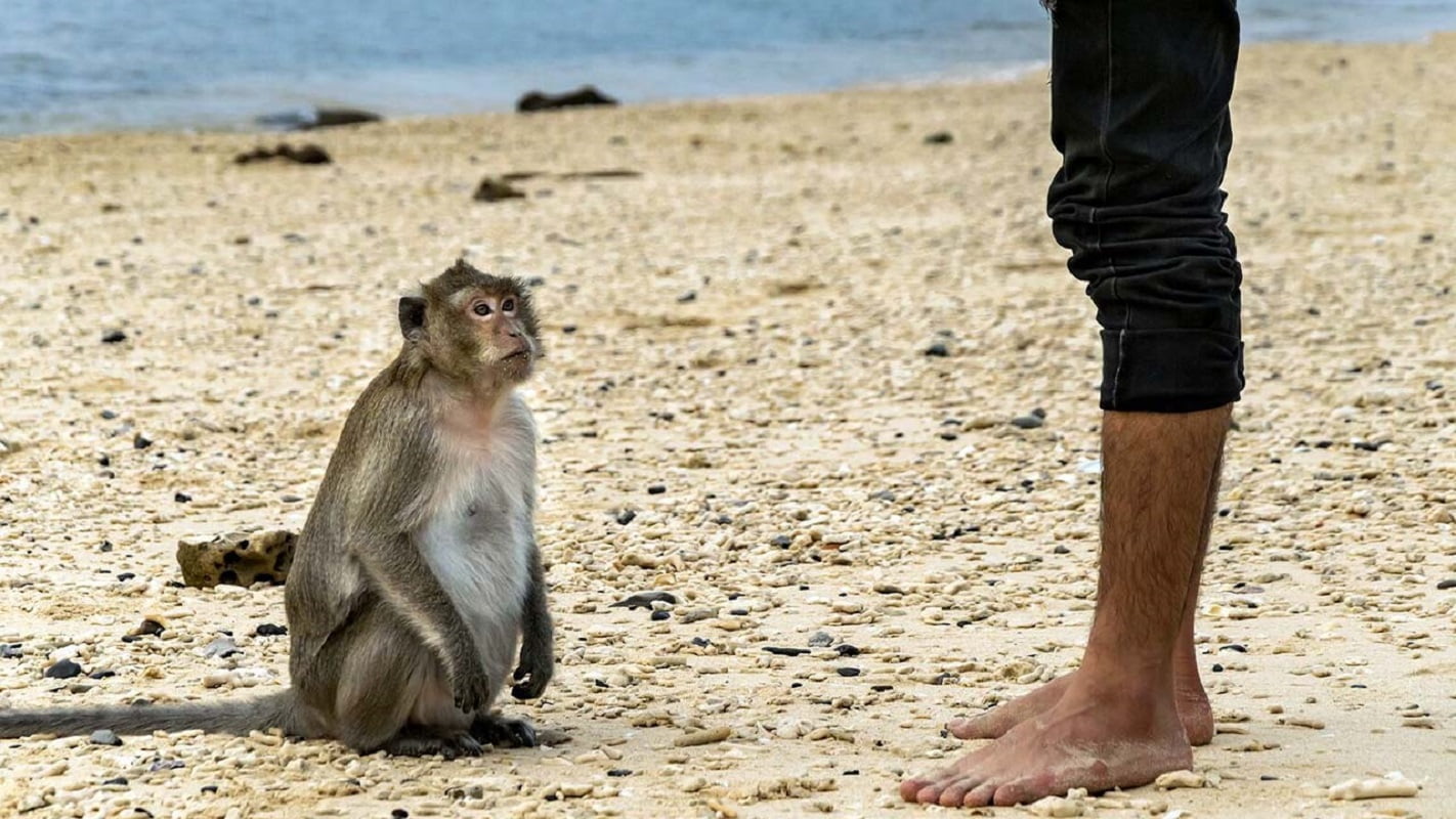 Khỉ trên đảo không nhát người mà còn vui đùa cùng du khách đến thăm