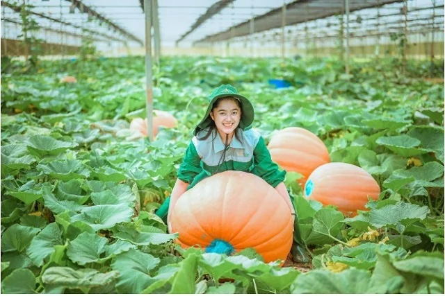 Vườn Bí Ngô Khổng Lồ Đà Lạt