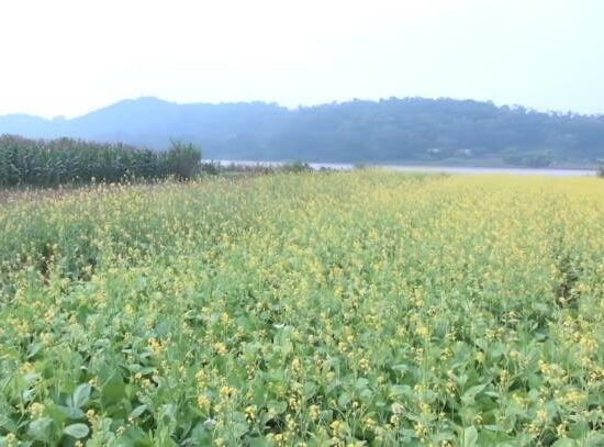 Cánh đồng hoa Thanh Hóa