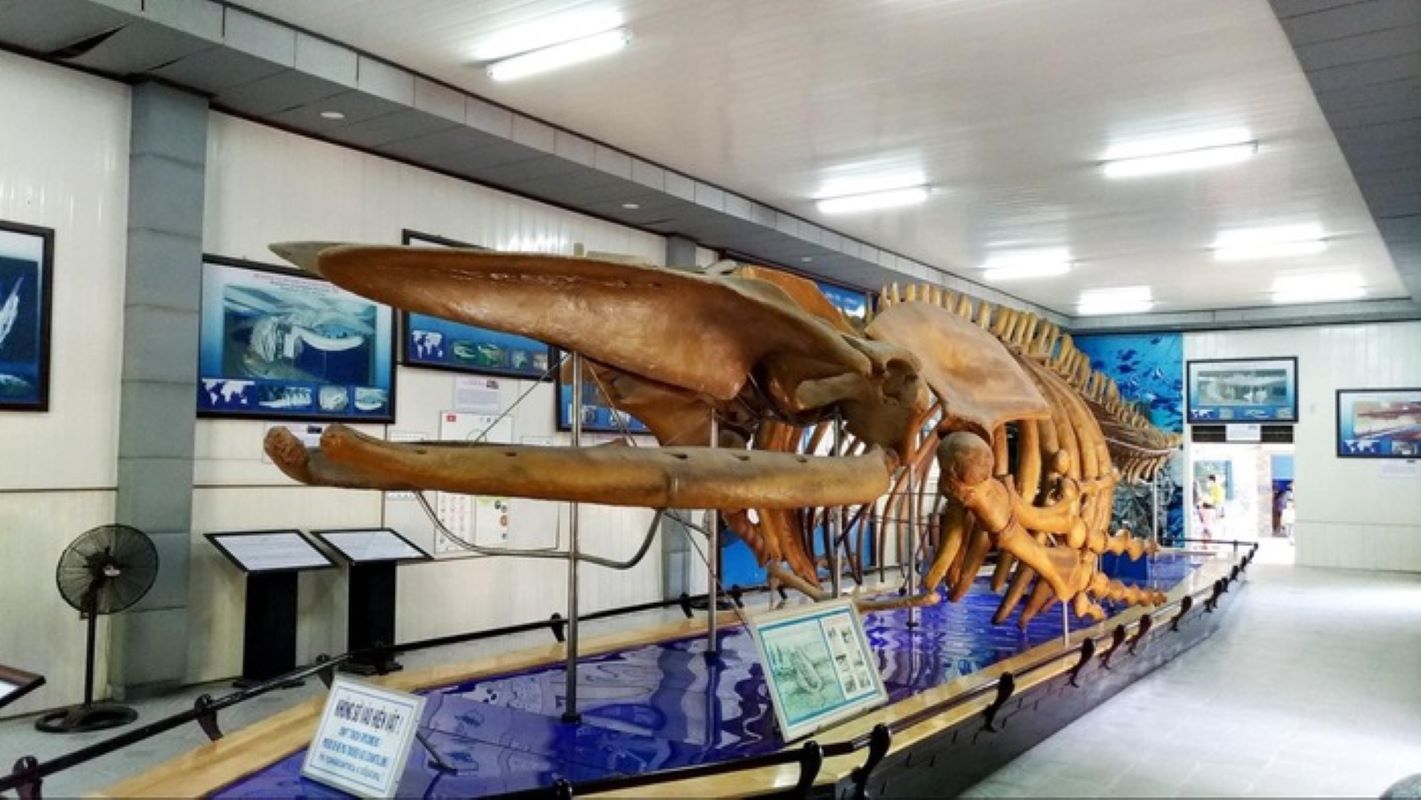 Viện Hải dương học Nha Trang, nơi lưu giữ bộ xương cá voi khổng lồ