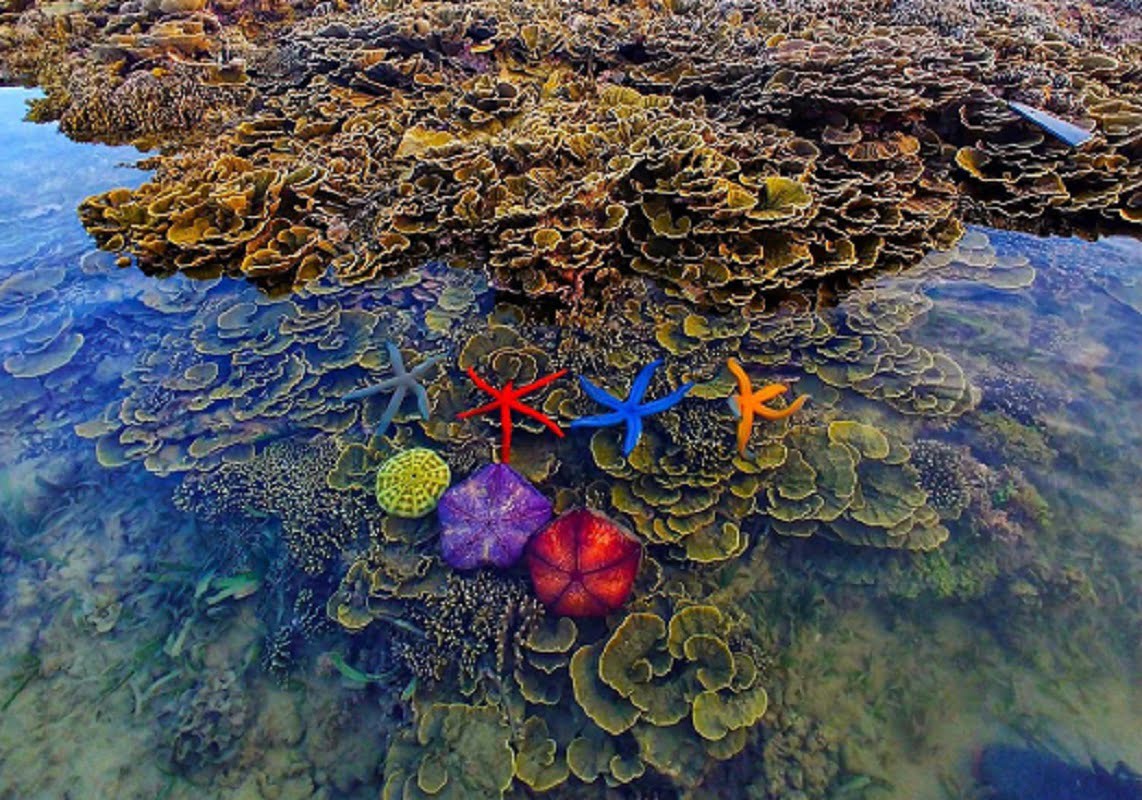 Ngắm nhìn rặng san hô quý hiếm rực rỡ ở Hòn Yến