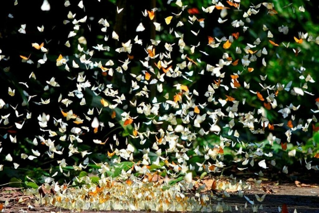 Mùa bướm ở vườn quốc gia Cúc Phương