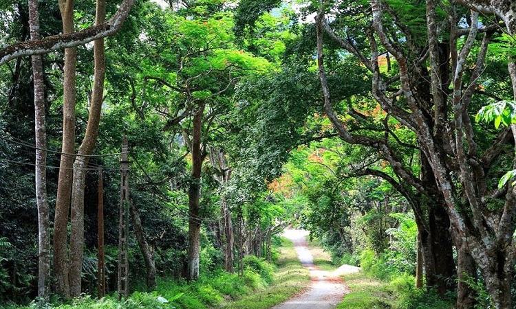 Ghé thăm rừng Cúc Phương - Top rừng nguyên sinh đẹp nhất Việt Nam