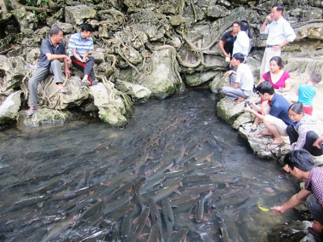 Tham quan suối cá thần bất kì thời điểm nào trong năm