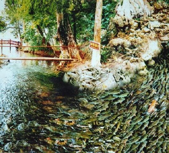 DU LỊCH SUỐI CÁ THẦN THANH HÓA