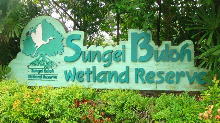 Khu Bảo Tồn Thiên Nhiên Đất Ngập Nước Sungei Buloh Singapore 