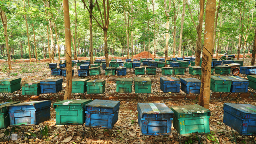 Trại ong Phú Quốc 