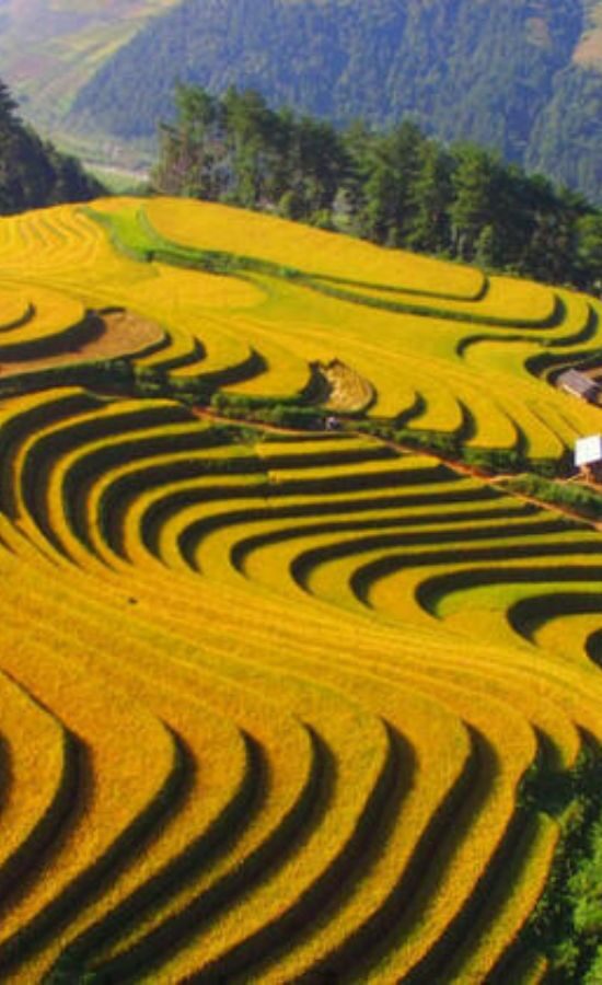 Rice harvest in Sapa