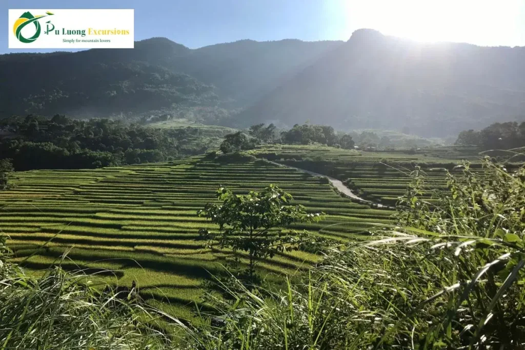 The Beauty Of Pu Luong Rice Terraces Rice season in Pu Luong