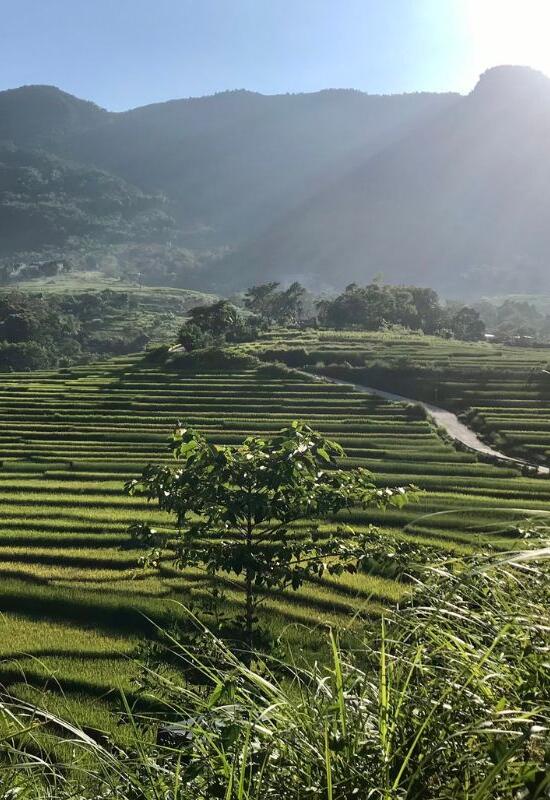 puluong 65