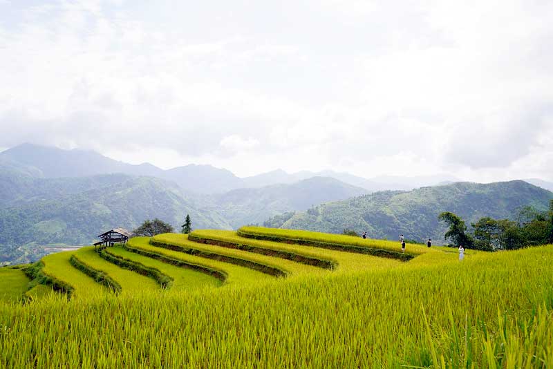 Rice Terrace Trekking Vietnam Comparison Hoang Su Phi