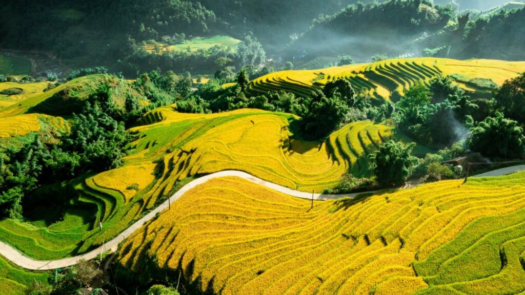 Rice Terrace Trekking Vietnam Comparison sapa rice fields