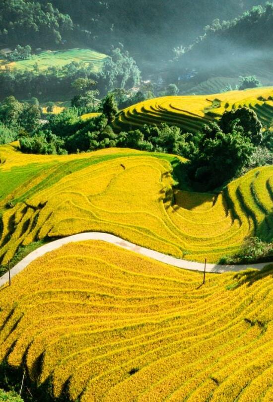 sapa rice fields