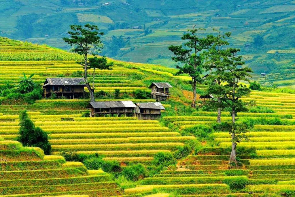 Northern Vietnam Rice Terrace Exploration Mu Cang Chai – Dramatic Golden Terraces