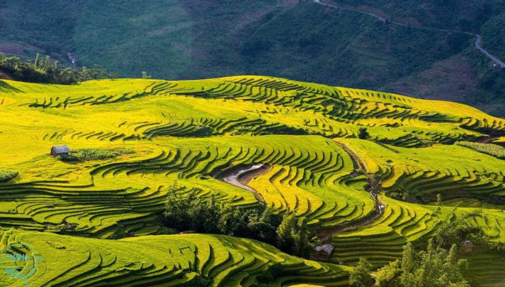 Northern Vietnam Rice Terrace Exploration Y Ty