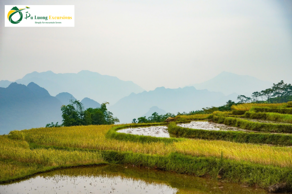 Mu Cang Chai and Pu Luong Rice Field Tour Pu Luong