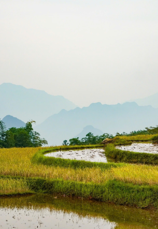 Mu Cang Chai and Pu Luong Rice Field Tour puluong 51