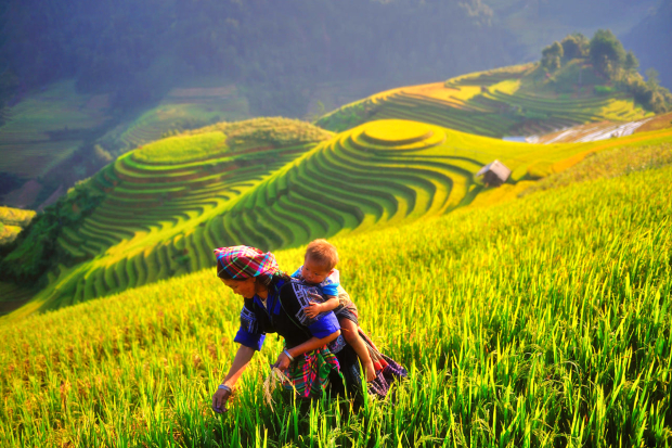 Mu Cang Chai vs Pu Luong Rice Terraces: A Complete Travel Comparison Mu Cang Chai Rice Terraces