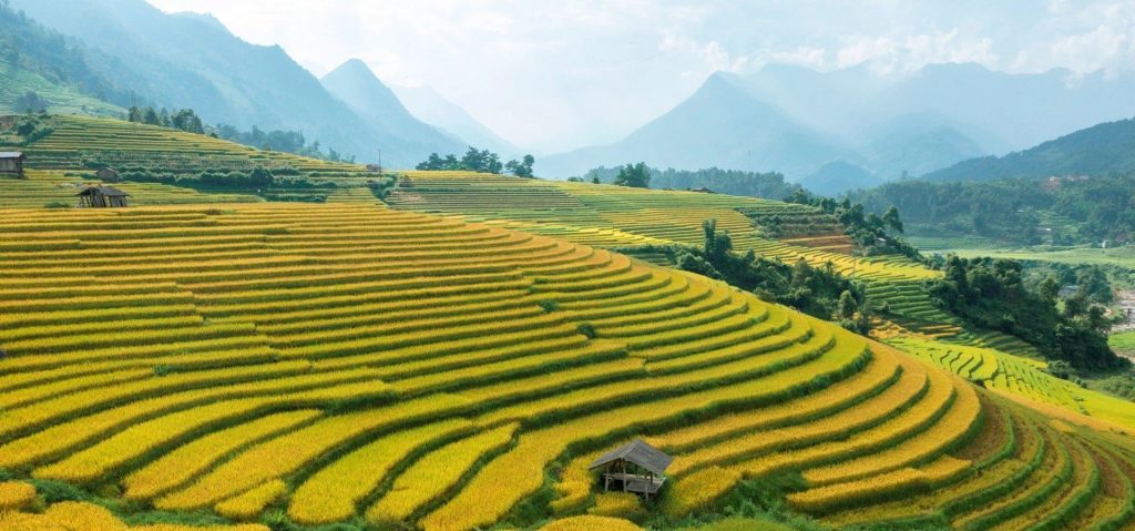 Sapa rice field walk