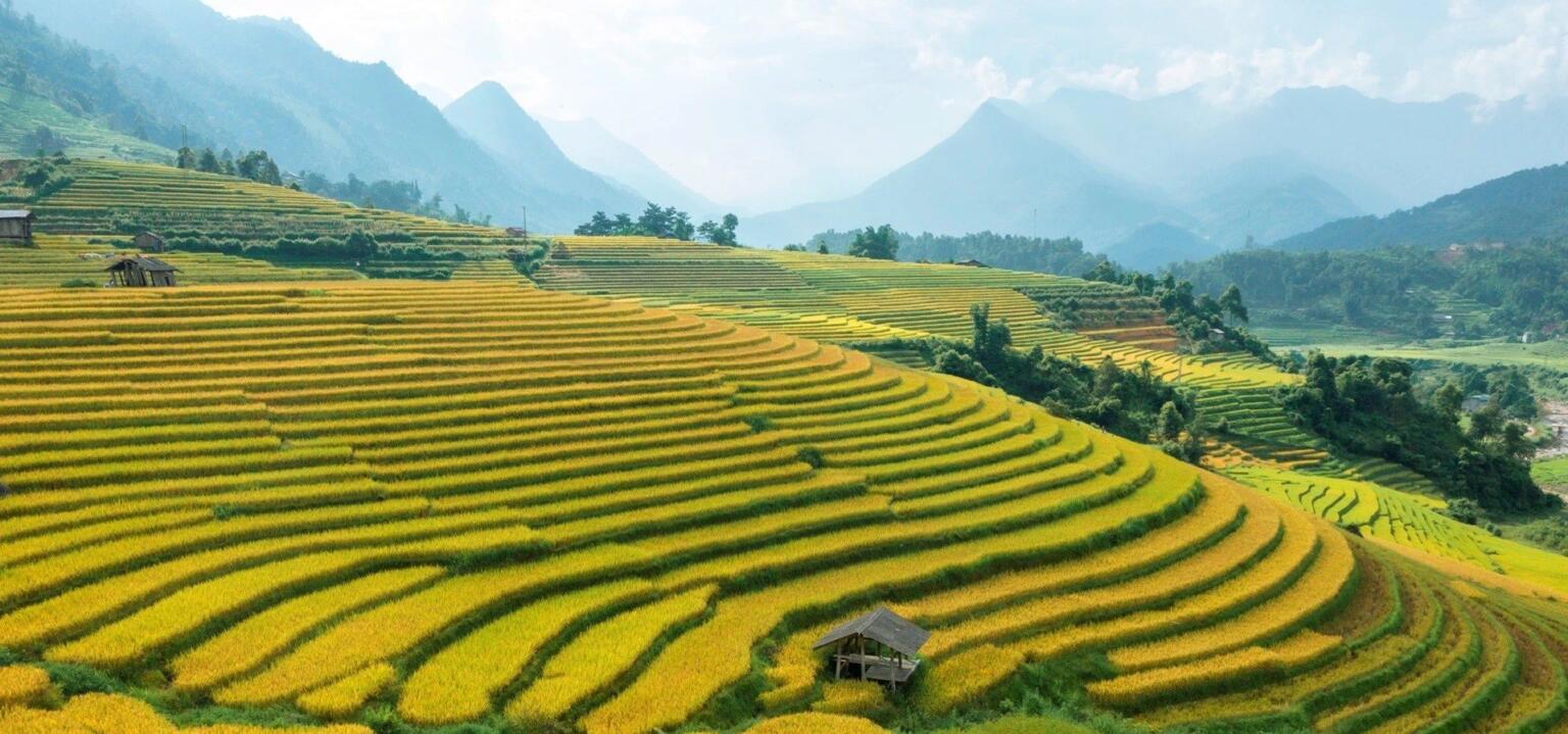 Saba Rice Fields Sapa Rice Field Walk: A Local Guide’s Journey Through Vietnam’s Iconic ...