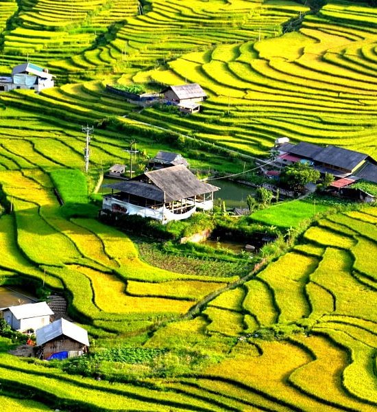 Sapa Rice Field 3