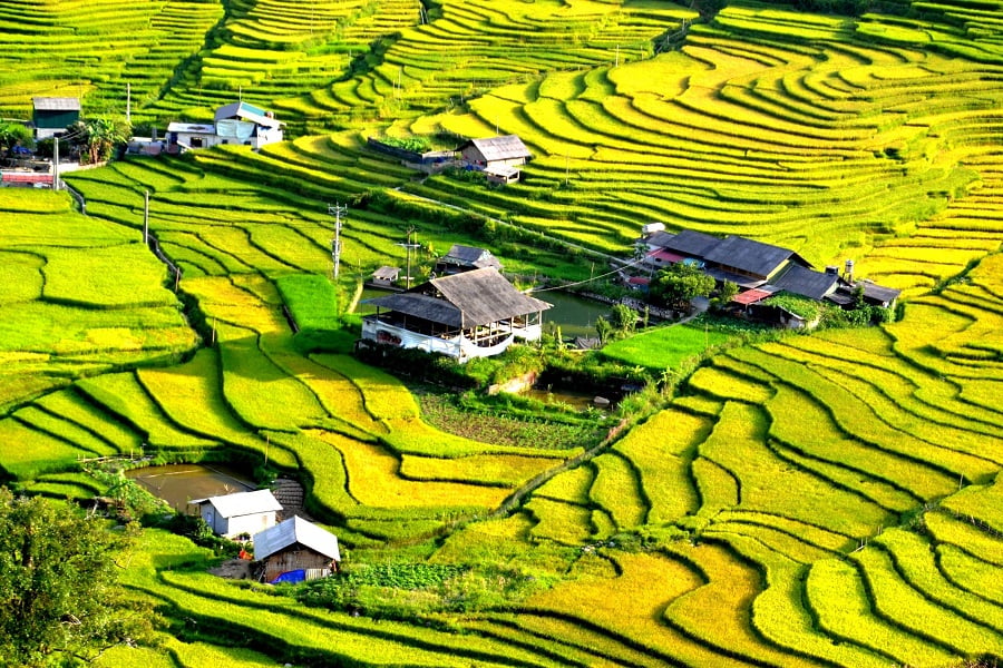 Sapa Rice Field 3