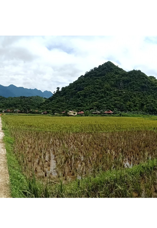 puluong 18