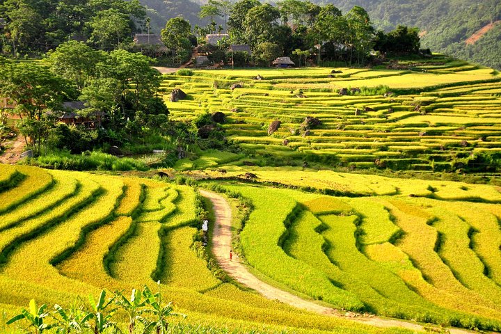 Ha Giang vs Pu Luong Trekking – A Complete Comparison Guide The Rice Fields